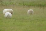 PICTURES/Sheep, Sheep & More Sheep/t_Sheep21.JPG